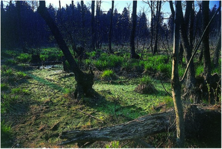 (./datoteke/ekobarje.png)