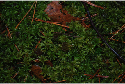 (./datoteke/mah.png)