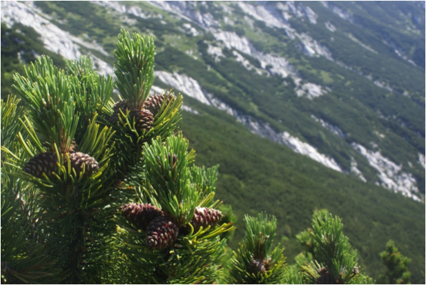 (./datoteke/rusevje.png)