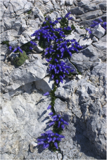 (./datoteke/zvoncice.png)