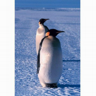 (pingvinaThumbnail.png)