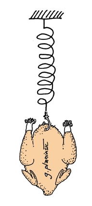 (./datoteke/kura.png)