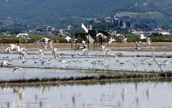 (ptice_secovlje.jpg)