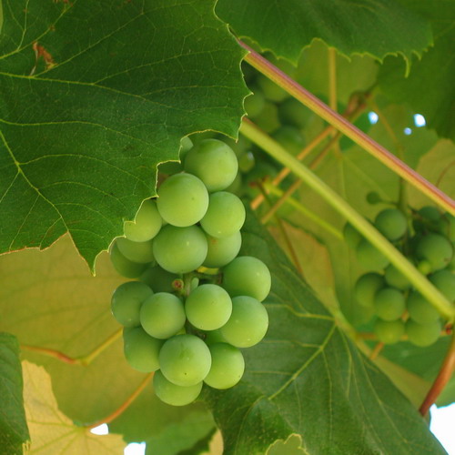 (grozdje.jpg)
