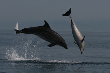 (Morigenos_delfini_3.jpg)