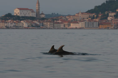 (Morigenos_delfini_4.jpg)