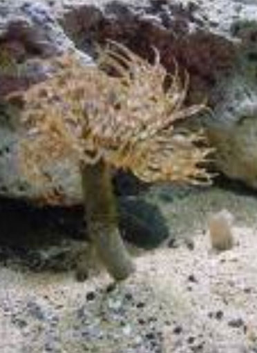 (feather-duster.jpg)