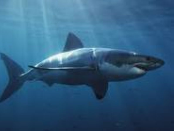(great-white-shark.jpg)