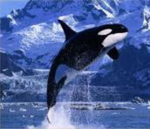 (killerwhale.jpg)